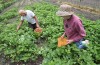 Accidental gardeners