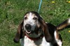 Pets of the week