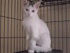 Pets of the week