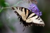 Highland woman raises monarch butterflies to replenish population