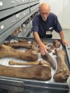 Boning up