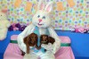 Humane Society Easter Photos and Bake Sale March 29