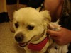 Pets of the week