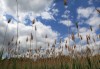 Tracking environmental restoration, stem by stem