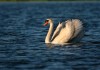Mute swans have a checkered presence in the area