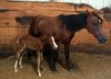 Rescued horse delivers healthy filly