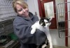 Humane Society of Hobart hopes to find new homes for 33 cats