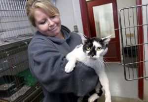 Humane Society of Hobart hopes to find new homes for 33 cats