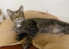 Pets of the week