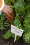 Carefully Marked Garden Rows in the Ray Family Garden