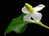 Herbal Healer: What is fishwort?