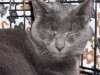 Pets of the week