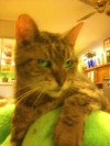 Pets of the week
