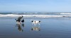 Experts: Don't attempt to save swept-away pets