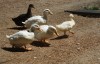 Pets-Easter Ducks