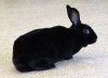 Pet of the week: Umber