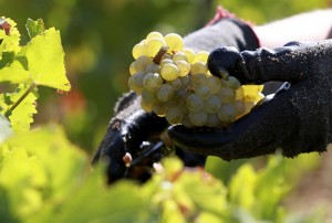 Study sheds light on origins of French winemaking