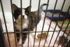 Neighbor rescues 21 cats  