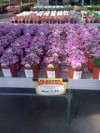 Alsip Home & Nursery