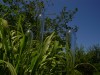 'Twilight in the Garden' exhibit to raise funds for Water Street Glassworks
