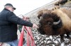 Buffalo still roam in Union Township