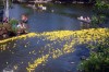 Dam Duck Race