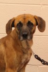 Pets of the week