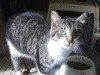 Jingles