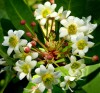 Herbal Healer: What is winter's bark?
