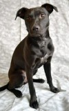 Pets of the week
