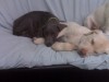 Dogtopia