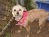 Pets of the week