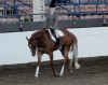 Young equestrian takes top prizes