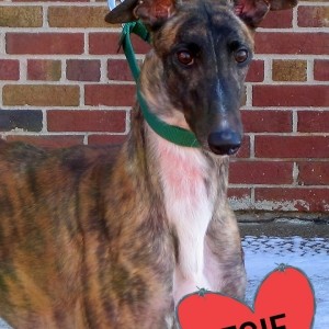 Pets of the week