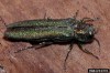 Emerald ash borer