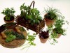 Get a jump on summer by growing herbs indoors now