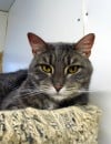 Pets of the week