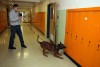True blue on the street and at home: Police dogs earn their keep