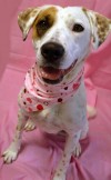 Pets of the week