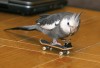 Adventure for skateboarding cockatiel