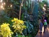 Homeless plants rescued from the Garfield Park Conservatory