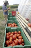 Harvest bountiful at UI student farm