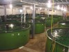 Local biology professors debate safety of 'Frankenfish'