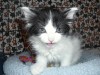 Pets of the week