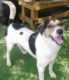 DOG OF THE WEEK
