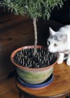Take care mixing cats and houseplants
