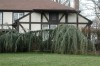 Why do some trees weep?