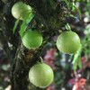 Herbal Healer: What is the calabash tree?