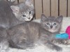 Kittens