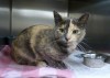 Pets of the week